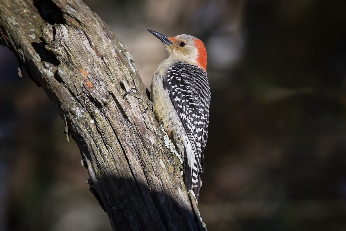 Red-bellied Woodpecker - Scott Martin