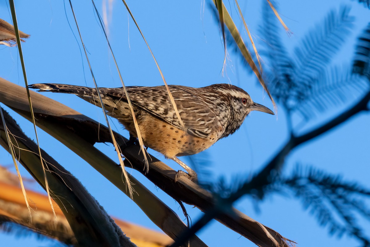 Cactus Wren - ML511688481