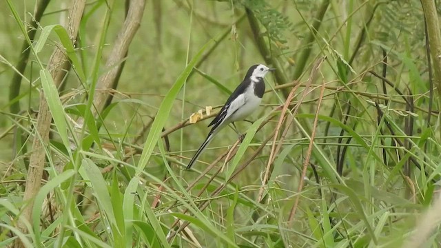 White Wagtail - ML511688841