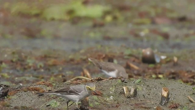 Temminck's Stint - ML511688951