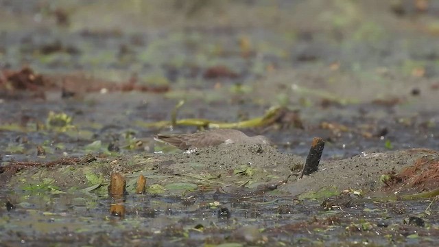 Temminck's Stint - ML511688991