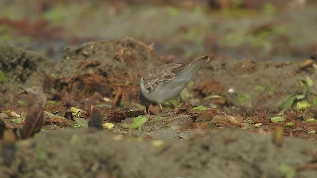 Temminck's Stint - ML511689001