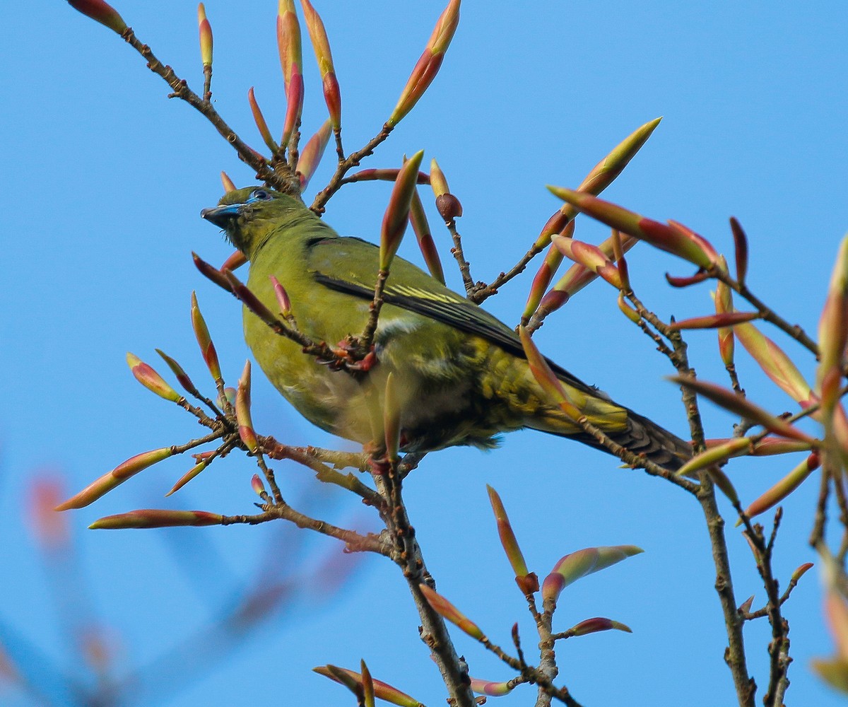 Yellow-vented Green-Pigeon - ML511690051
