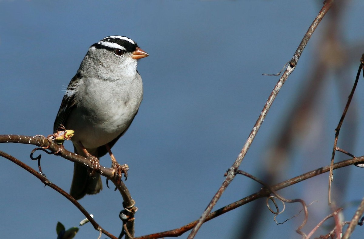 White-crowned Sparrow - ML51169011