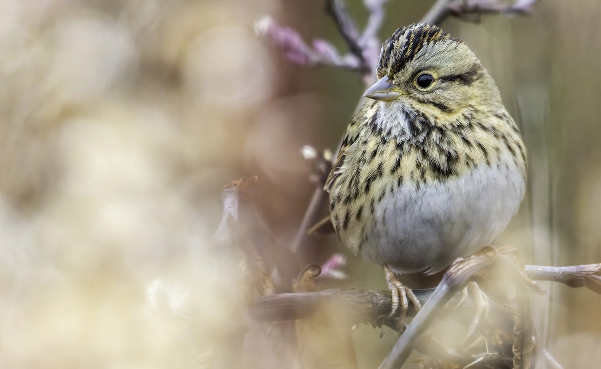 Lincoln's Sparrow - ML511690121