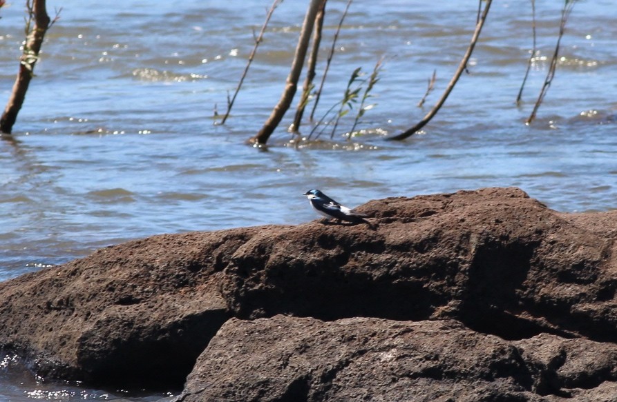 White-winged Swallow - Thomas Plath