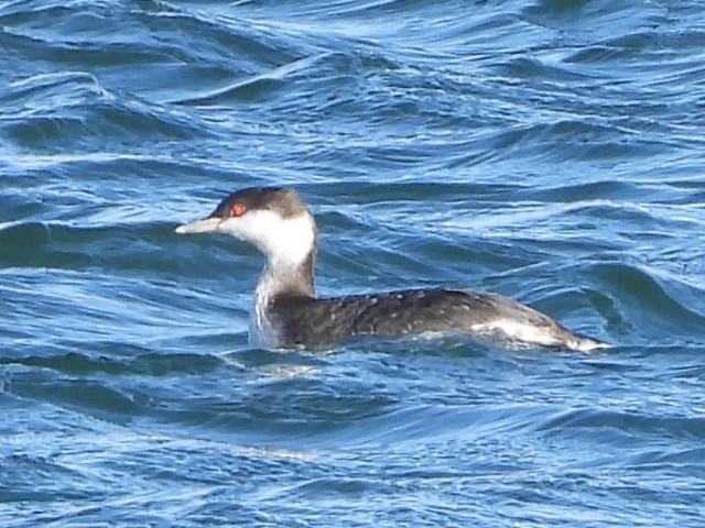 Horned Grebe - ML511690811