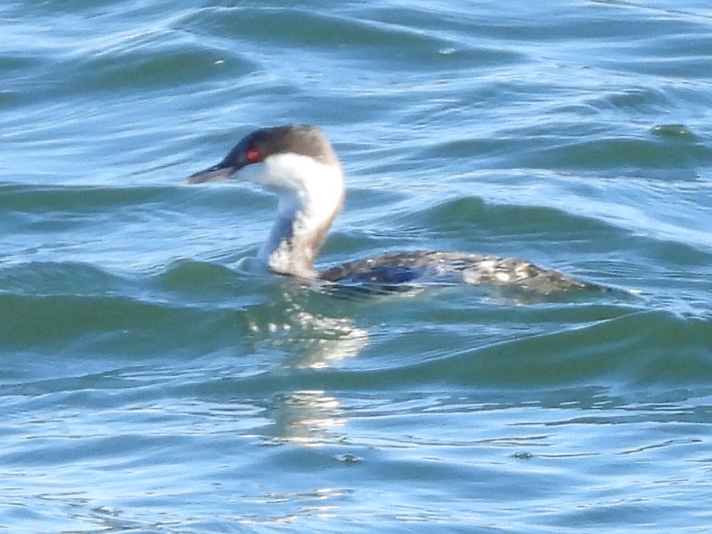 Horned Grebe - ML511690821