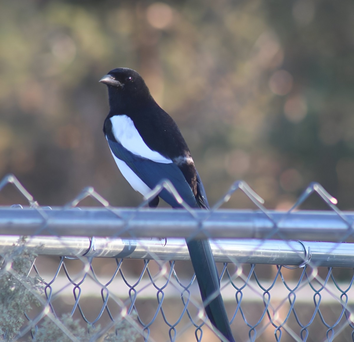 Black-billed Magpie - Hannah Cox