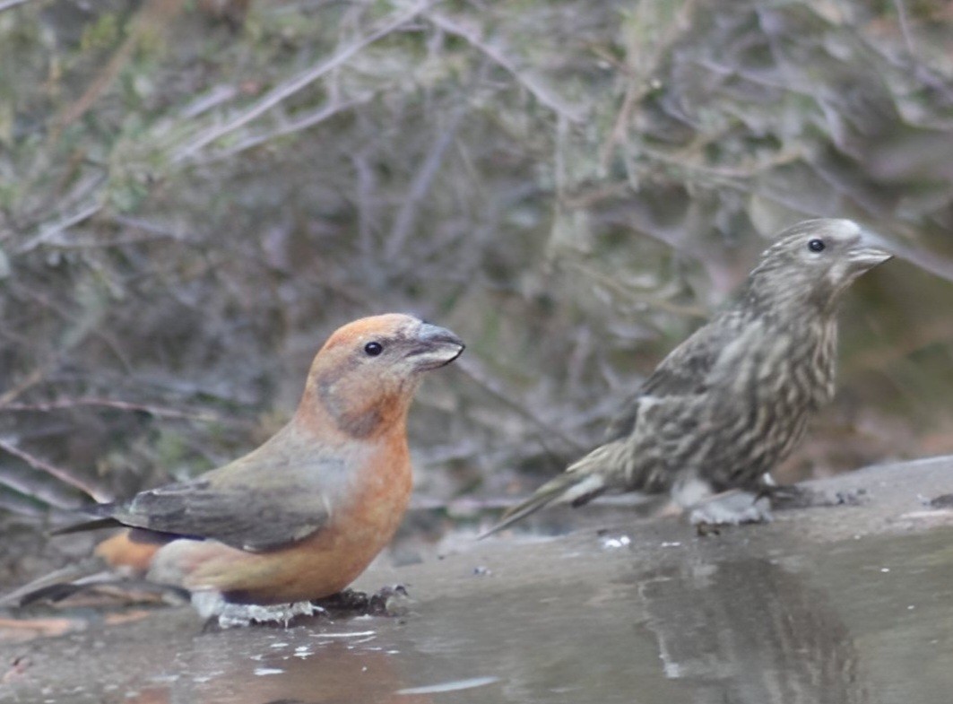 Red Crossbill - Hannah Cox