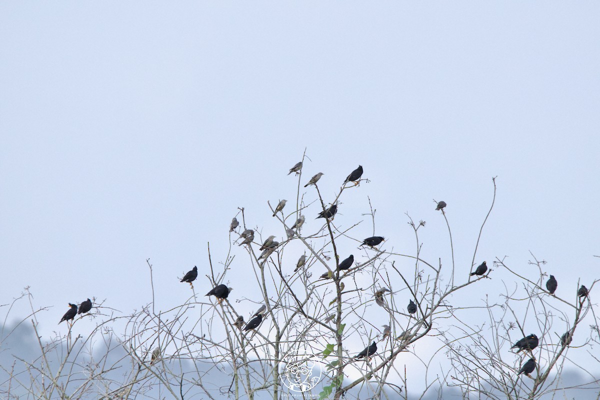 Chestnut-tailed Starling (Eastern) - Krit Kruaykitanon 🦅