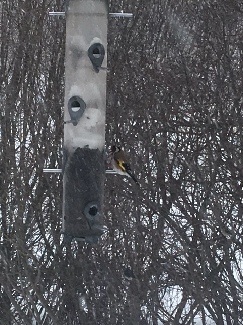 European Goldfinch - ML51169321