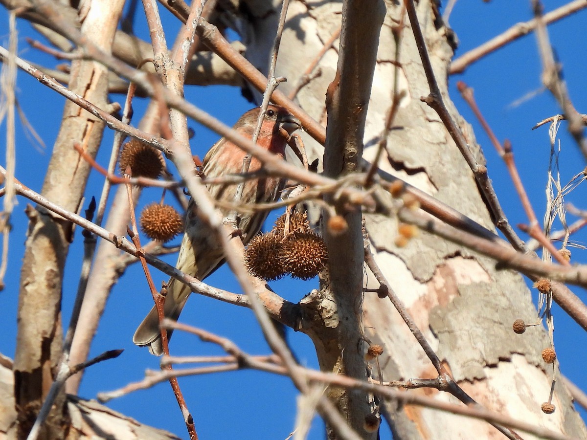 House Finch - ML511693611