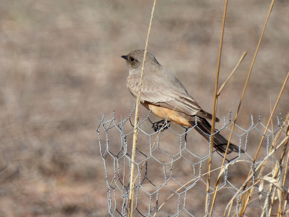 Say's Phoebe - Martha Wild