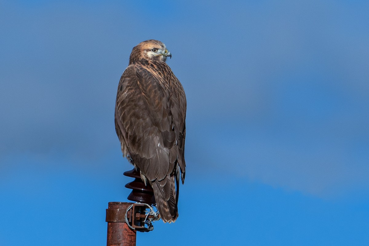Upland Buzzard - ML511694171