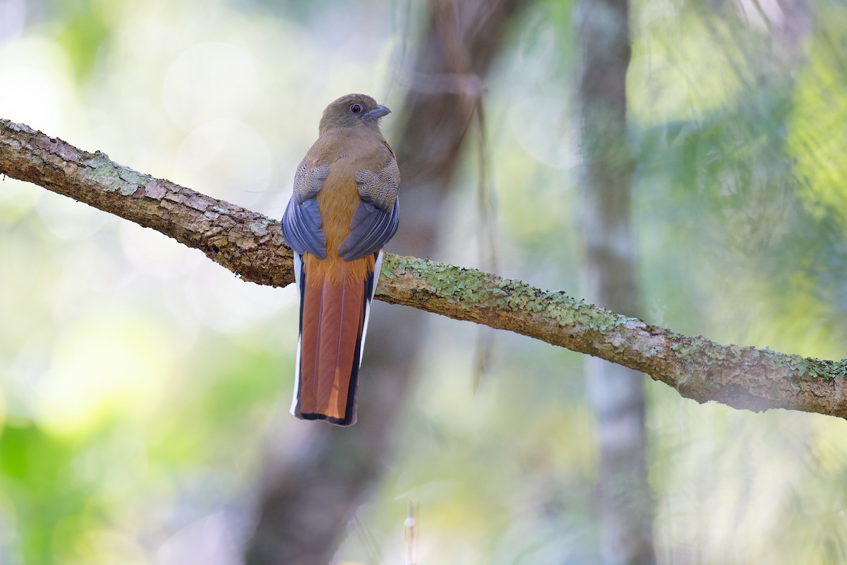 trogon rudohlavý - ML511694181