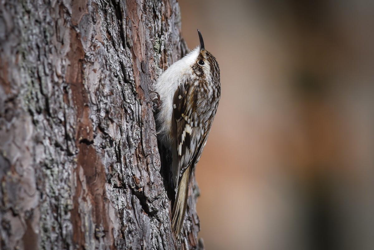 Brown Creeper - ML51169421