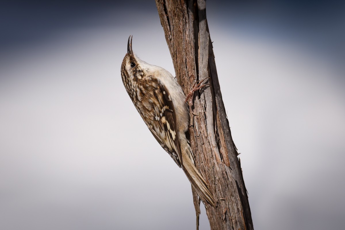 Brown Creeper - ML51169511