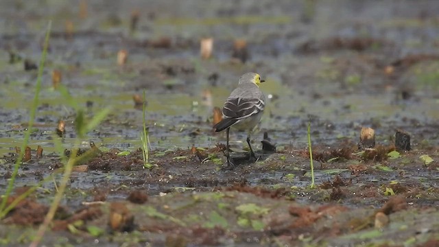 Citrine Wagtail - ML511695141