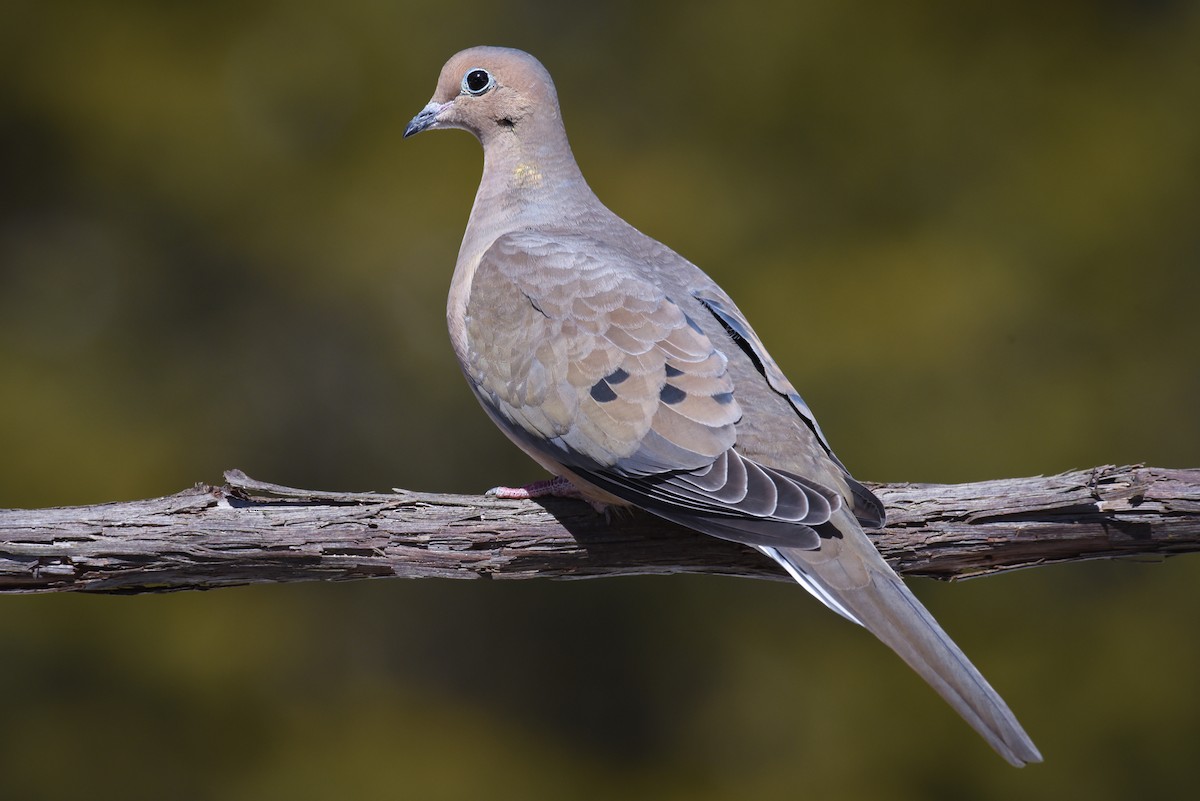 Mourning Dove - Scott Martin