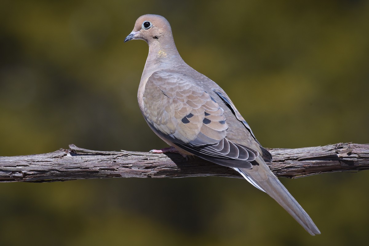 Mourning Dove - ML51169621