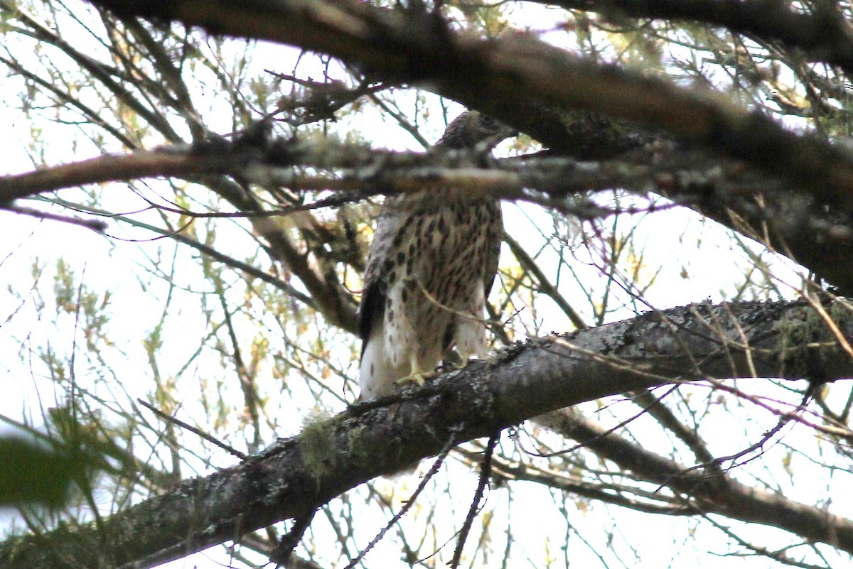 American Goshawk - ML51169641