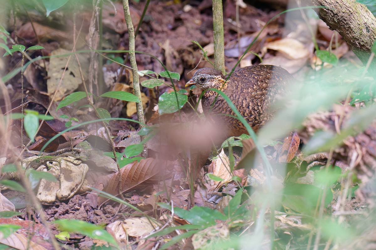 Scaly-breasted Partridge - Vincent Wang