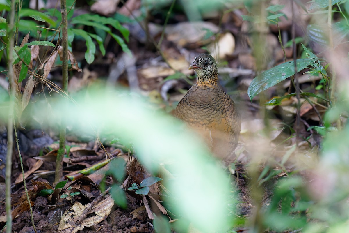 Scaly-breasted Partridge - ML511696671