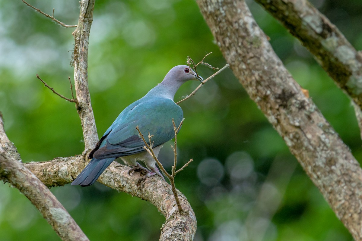 Green Imperial-Pigeon - Aseem Kothiala