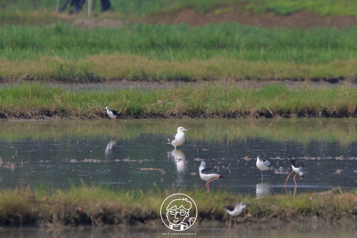 Lesser Black-backed Gull (Heuglin's) - ML511696731