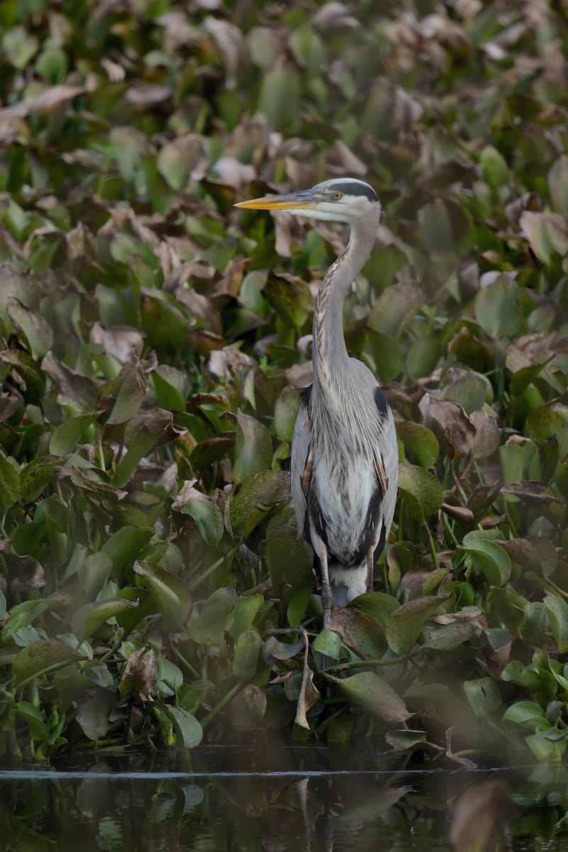 Garza Azulada - ML511697261