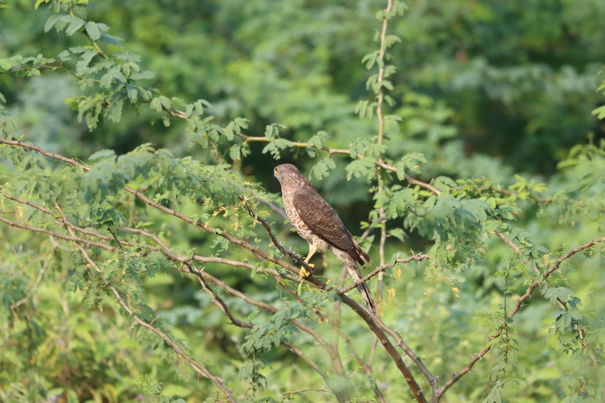 Eurasian Sparrowhawk - KARTHIKEYAN R