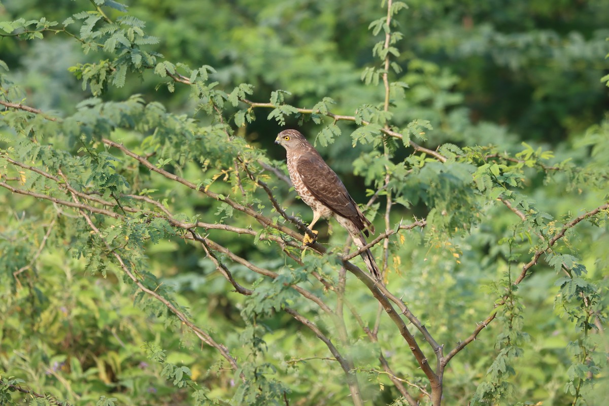 Eurasian Sparrowhawk - ML511698981