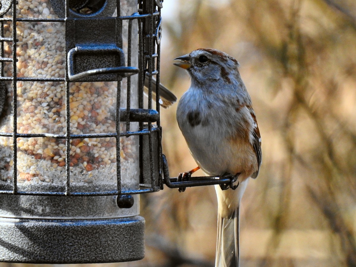 American Tree Sparrow - ML51169901