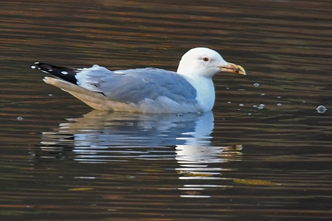 Caspian Gull - ML511699241