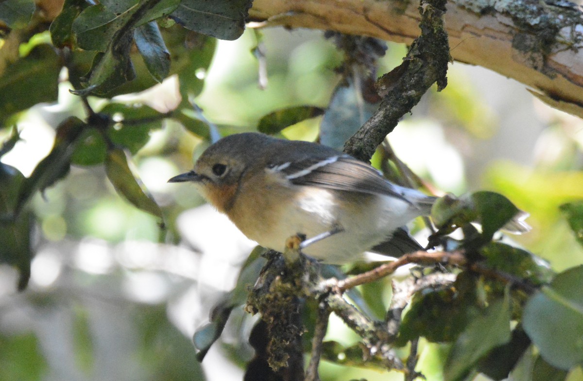 Kauai Elepaio - ML511700331