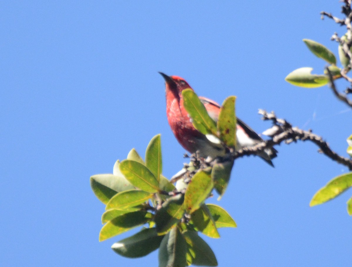 Apapanekleidervogel - ML511700341