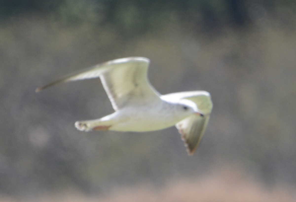 Ring-billed Gull - ML511700461