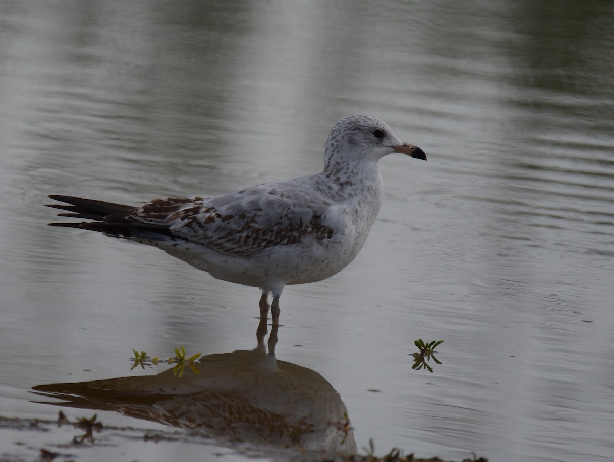 Ring-billed Gull - Andy Bankert