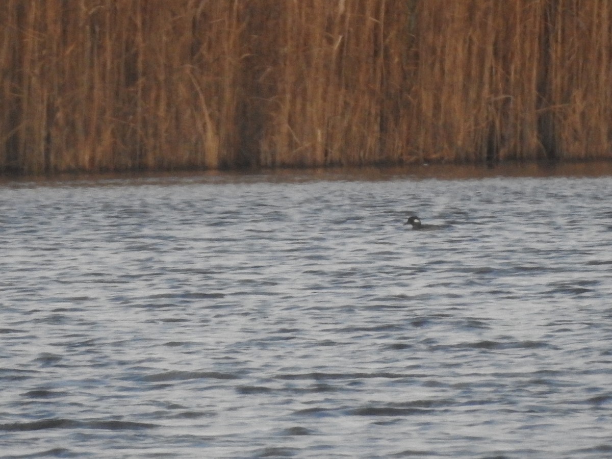 Bufflehead - ML511701101