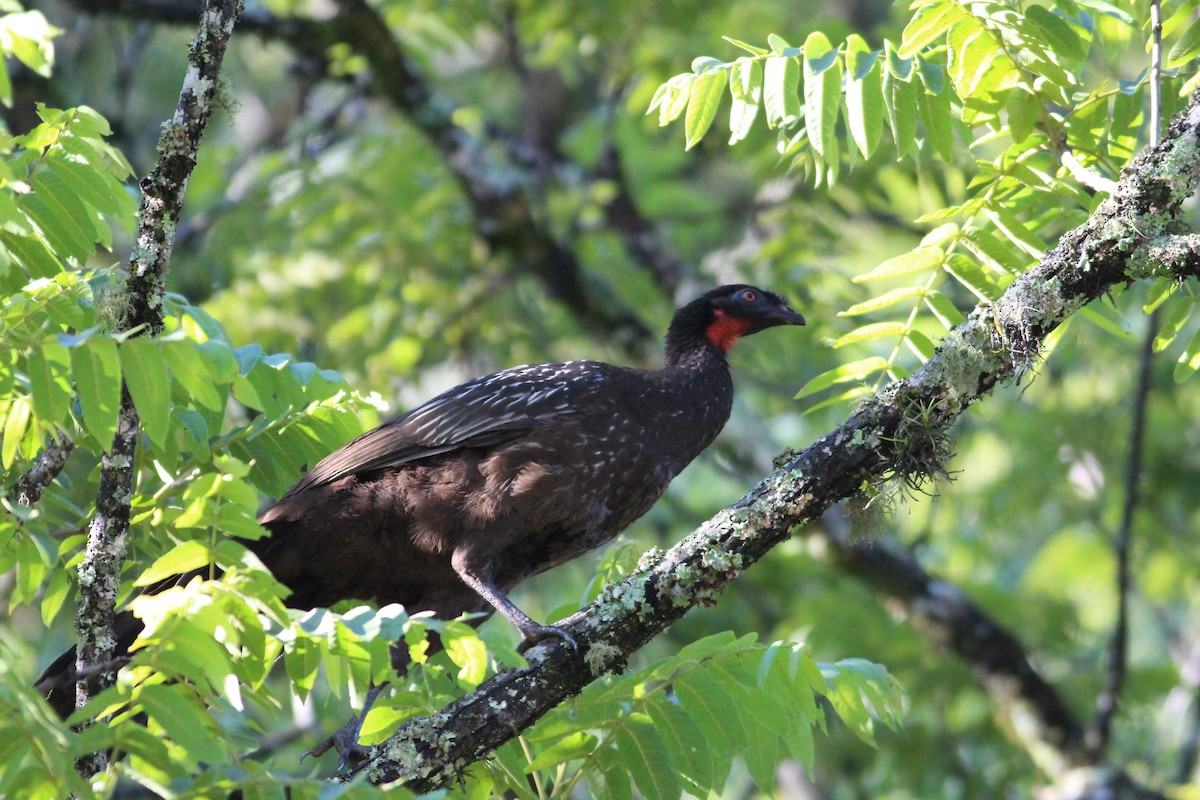 Pava de las Yungas - ML511701271