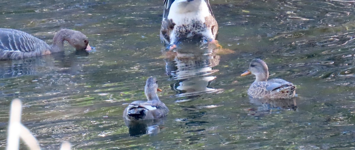 Gadwall - Petra Clayton