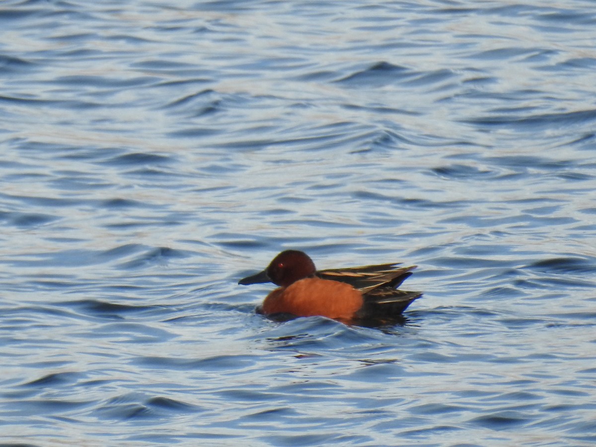 Cinnamon Teal - ML51170261