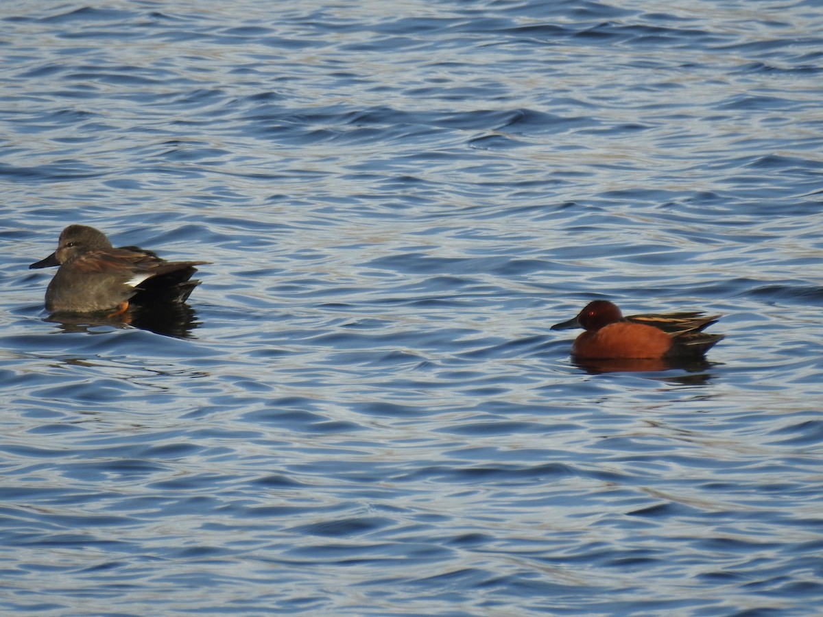 Gadwall - ML51170281