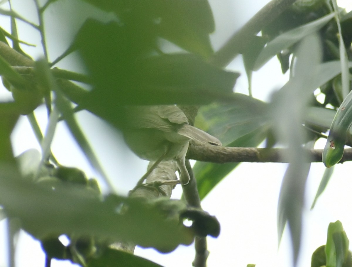 Sykes's Warbler - ML511703081