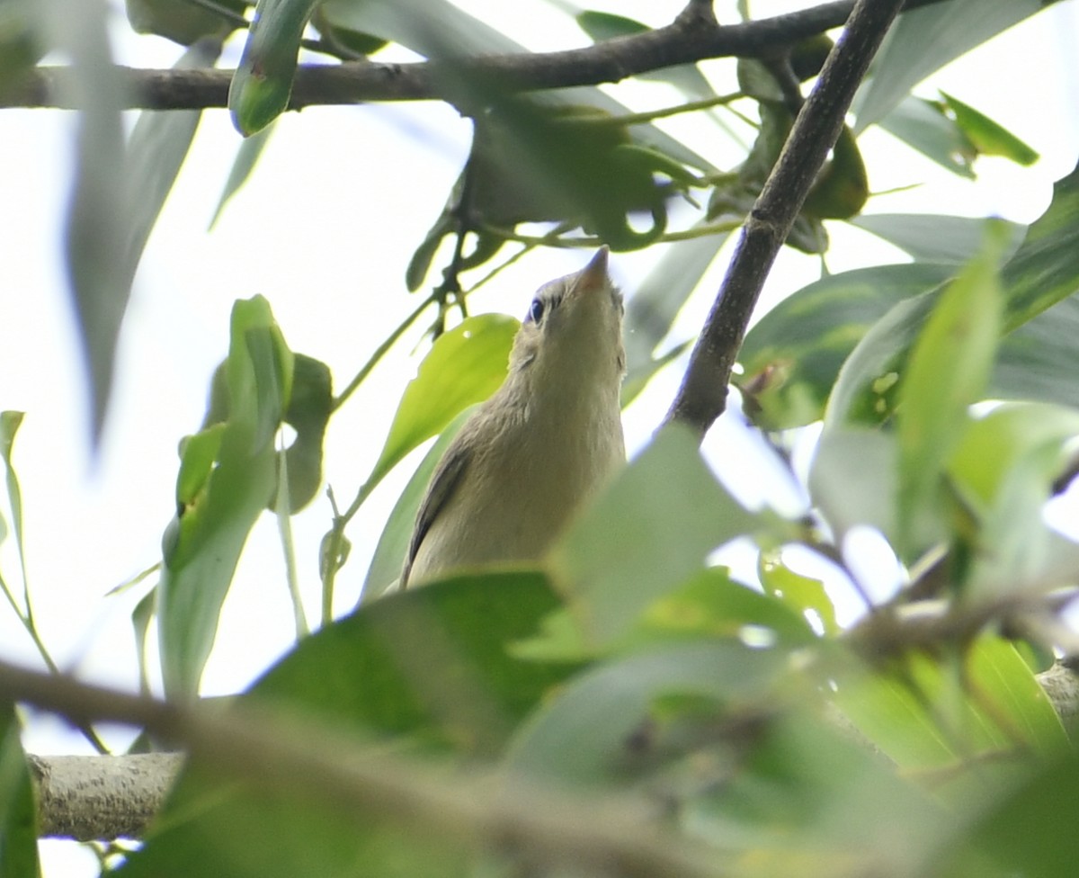 Sykes's Warbler - ML511703091