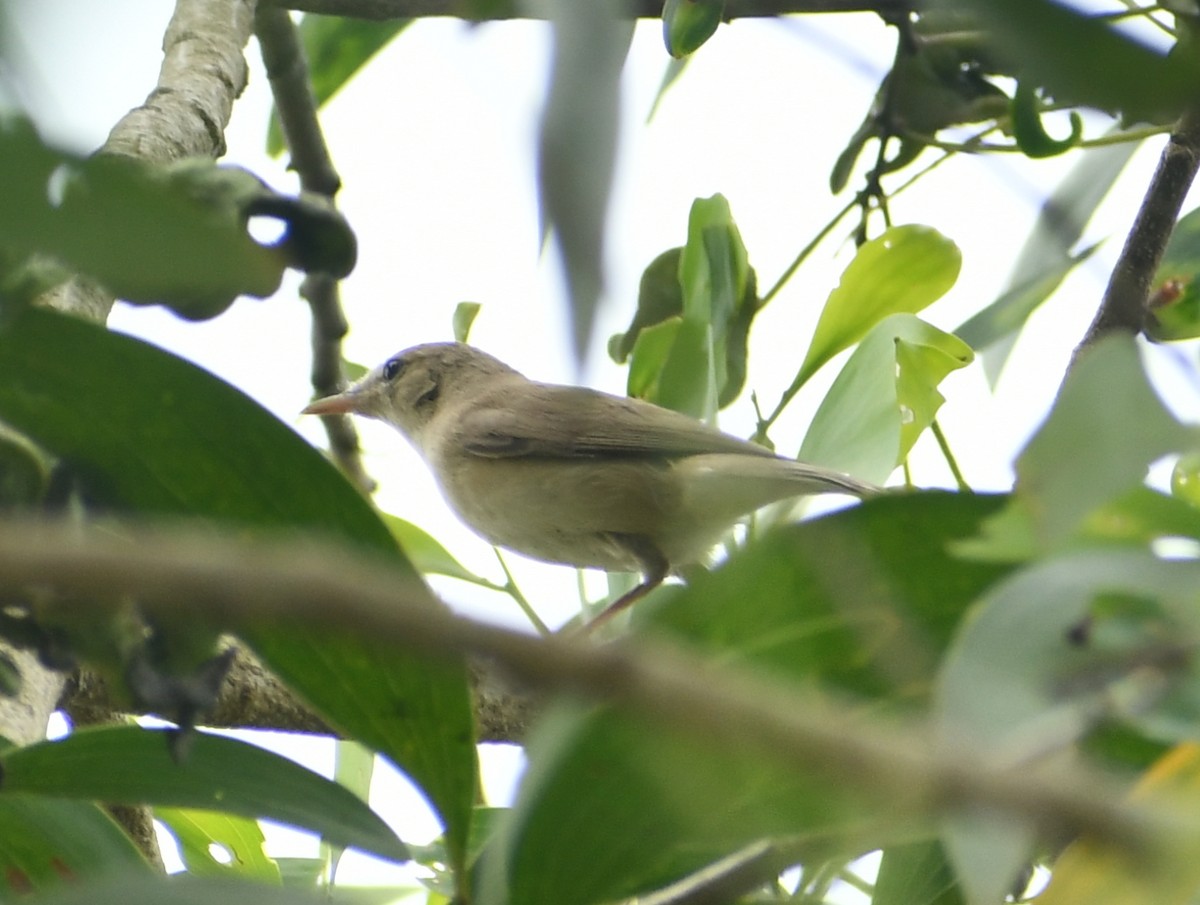 Sykes's Warbler - ML511703101