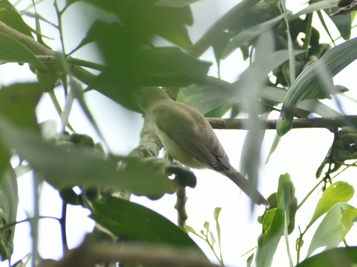 Sykes's Warbler - ML511703111