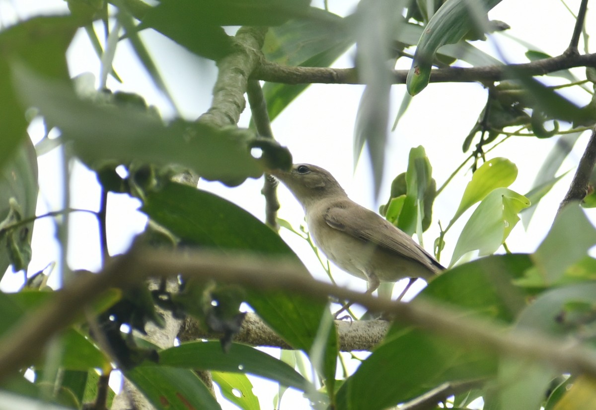 Sykes's Warbler - ML511703121