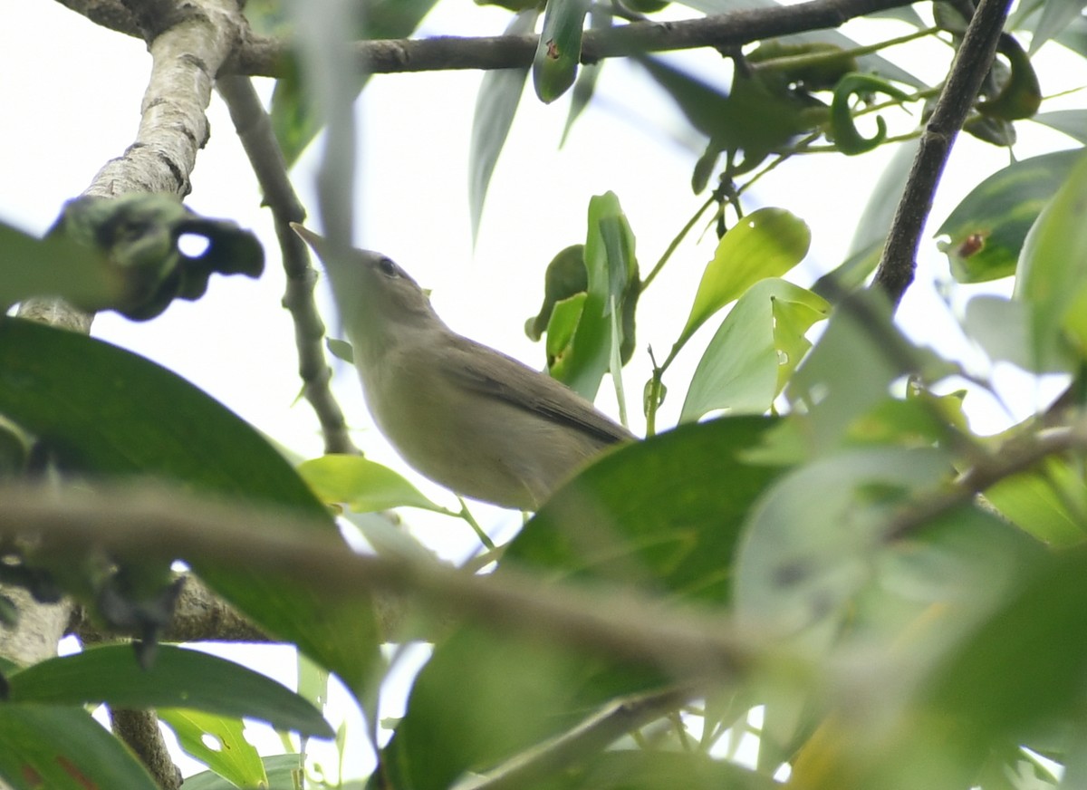 Sykes's Warbler - ML511703131